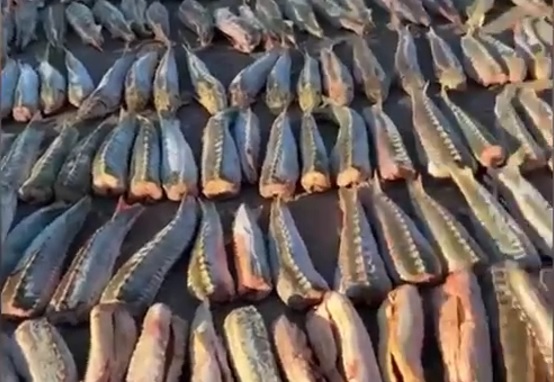 В Саратов пытались незаконно вывезти 6,5 тонны краснокнижных осетров